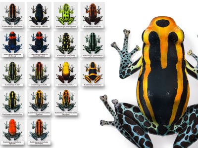 Några arter avklarade!