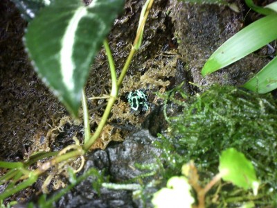 En av de något skygga invånarna