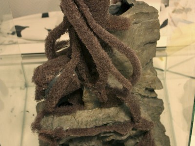 Rötter, rötter, rötter å lianer.