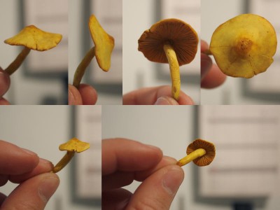 Två av de små svamparna, när de målats.<br />Jag använde en acrylfärg som används till att måla tennsoldater eller små miniatyrer med. Hade dock en riktigt rutten pensel så finnishen blev inte kanon.