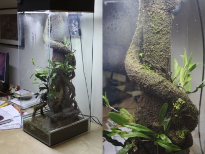 Börjar bli lite grönt redan uppe i toppen, jippi!!