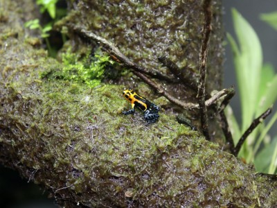 En groda skuttade snabbt uppåt och verkade gilla den större lianen.