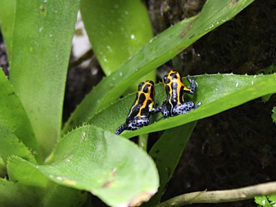 Två grodor i den "stora" bromelian, gissar att detta kommer bli favvostället.