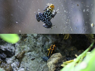 En bild på en smalare mindre groda (nedre bilden) och en på en tjockis. Tjockisarna är mer i övre delen av burken och gillar att sitta på fönsterrutorna eller längst ut på bladen, rakt i ljuset.<br />De smalare mindre grodorna hoppar runt i nedre partierna och håller sig mer i skuggorna.