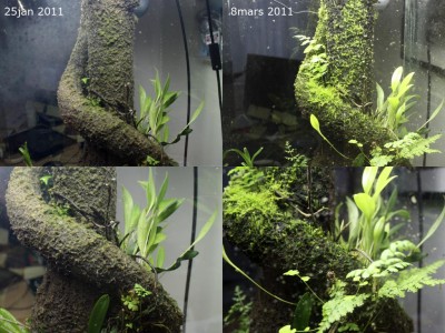 Till höger om stammen syns favorit orkiden, syns rätt bra hur den växt till sig.<br />Av någon anledning gillar grodorna att sitta på bladen, har sett alla tre sitta på olika blad av den samtidigt.