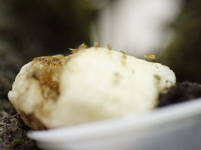 Mini bananflugor+banan=bananas!<br />Tack för dessa bananflugor Simon!<br />Såg att en groda mumsade i sig ett gäng en morgon när burken tändes.