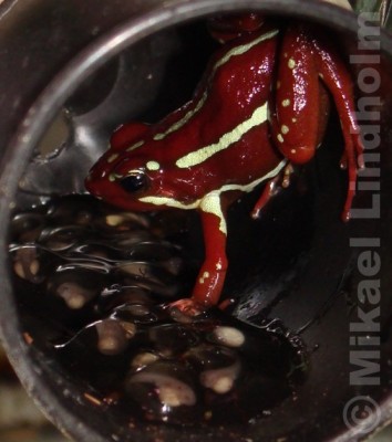 Epipedobates anthonyi