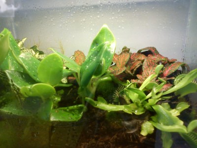 jobbterrarium1.jpg