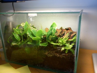 jobbterrarium3.jpg