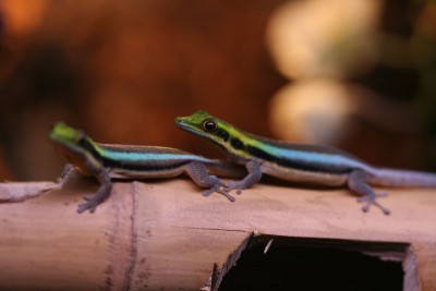 Honan och Hanen solar