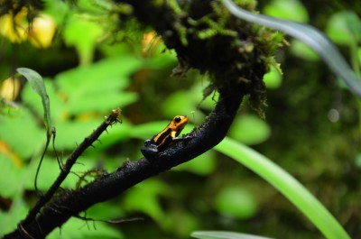 R imitator varadero.jpg