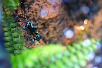 auratus01.jpg