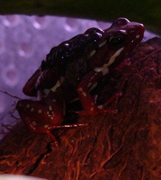 Hanen bärande på sina yngel...