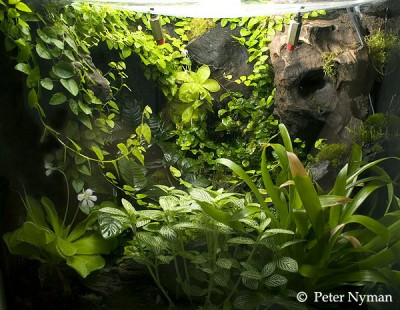Pny's regnskogsterrarium 125 liter (50 x 50 x 50 cm).