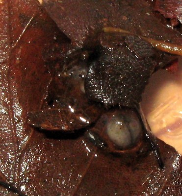 På detta boklöv ligger tre ägg, två under en bladbit.