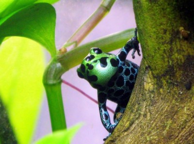 Spelande R.variabilis hane.