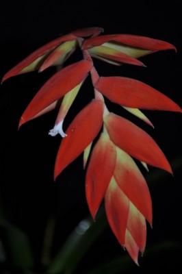 DSC_0739.JPG