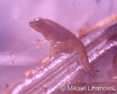 Den här grodan har stigit upp från vattnet dagen tidigare. Här sitter den på kanten och tittar på sina kamrater i "lådan" bredvid som ännu är i vattnet! Anas det inte en viss saknan tillbaka?