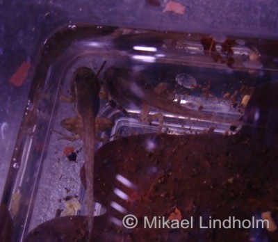 Här en bild på ett yngel som kommer dagen därpå att stiga upp från vattnet med ett syskon som har några dagar på sig ännu...