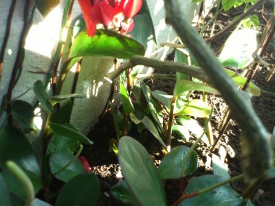 U-sala botaniska 2.jpg