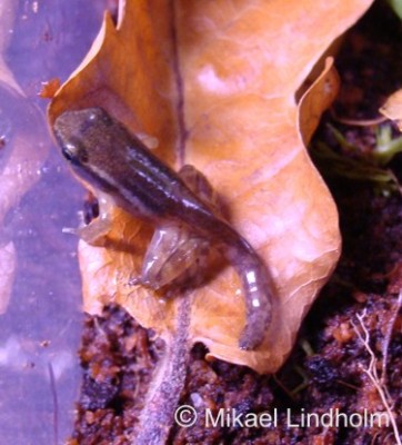 Hur komisk är inte den med sin långa svans...