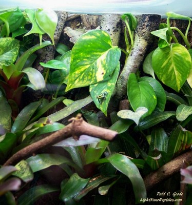 nice variabilis2.jpg