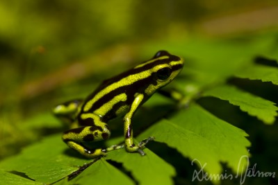 Andinobates fulgurita