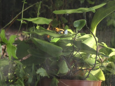 Tyckte grodorna var lite väl intresserade av plantans blad. De gillade verkligen detta köp, grodorna vill nog att jag åker på groddagarna oftare =-)