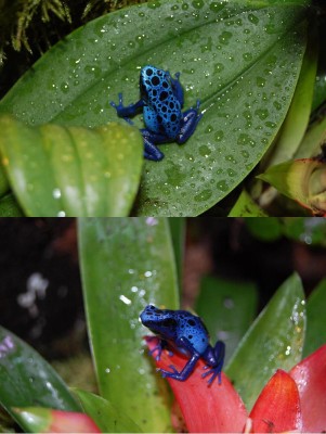 Terrarie-invånare. :)