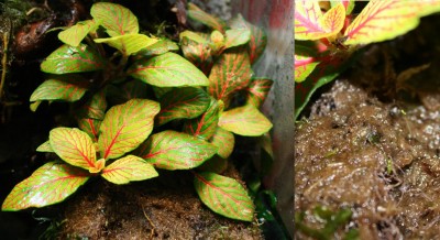 Fittonia