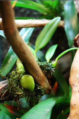 Bulbophyllum miniatum