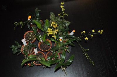 Mini orkideer