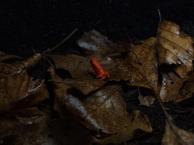 kikar runt i nya burken