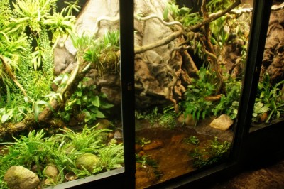 vill också ha ett sånt terrarium med grodor