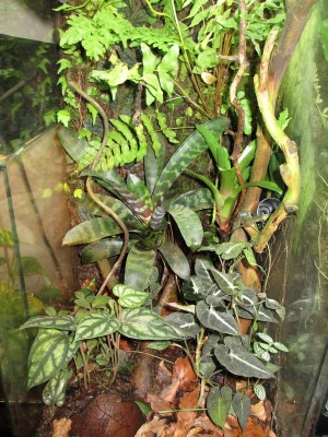 Vriesea 004.jpg