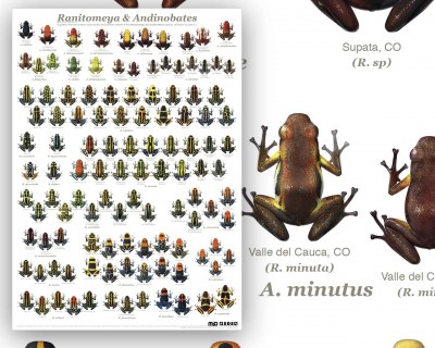 Postern med förstoring.<br />Alla Bilder av arter/färgformerna har lokalnamn under sig. De arter som hoppat runt och bytt namn har det gamla artnamnet inom parantes.