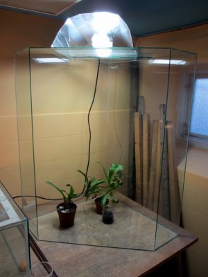Hörn-terrarium.jpg