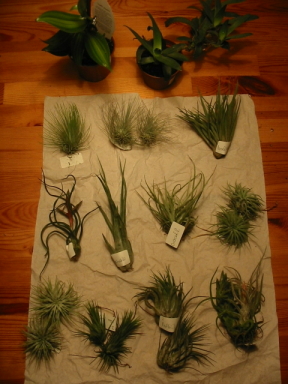 Tillandsiorna uppackade samt en Liliputiana och en äkta Vanilla.