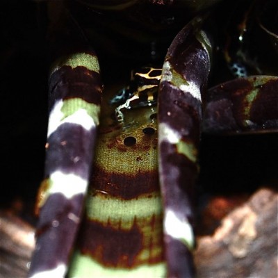 R amazonica