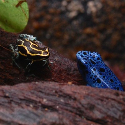 Azureus & Amazonica1.jpg (60.28 KiB) Visad 5936 gånger Hej jag är din nya granne, kan du dämpa ditt ropande lite. Vi försöker sova här nere: