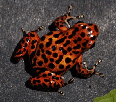 bastimentos hona.jpg