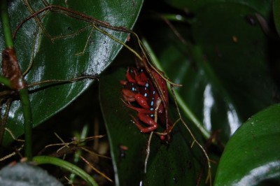 Trio me bumba....eller nåt :D