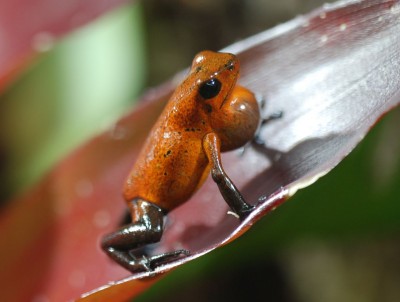 spelande almirante.jpg