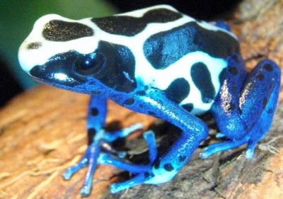 Dedrobates tinctorius 'Oyapock' - en i min smak cool groda som ovanligt nog är snudd på vit i sin teckning.