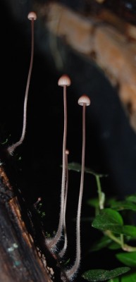 Svamp hos Agalychnis.jpg