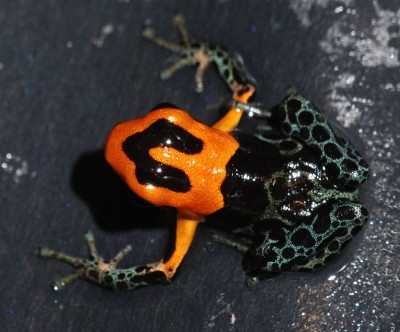 fantastica Varadero 1.jpg