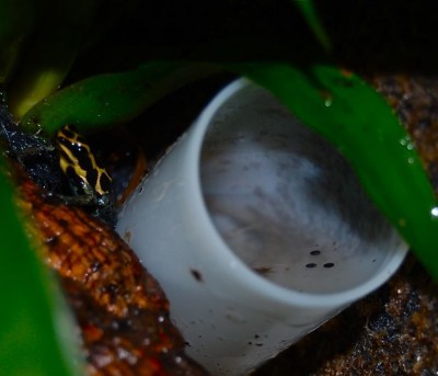 Amazonica ägg III.jpg