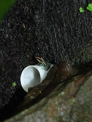 Male H.azurieventris with froglets