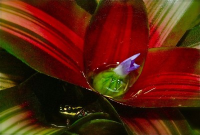 Neoregelia %22Tricolor%22, flavovittata I.jpg