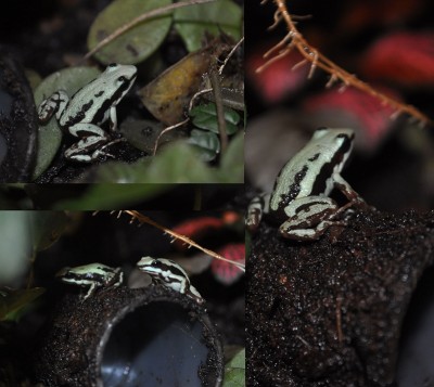 DSC_33691 kopiera.jpg